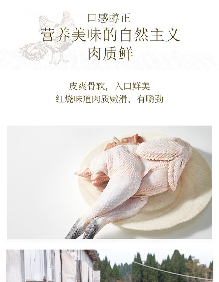 跑山鸡2.jpg