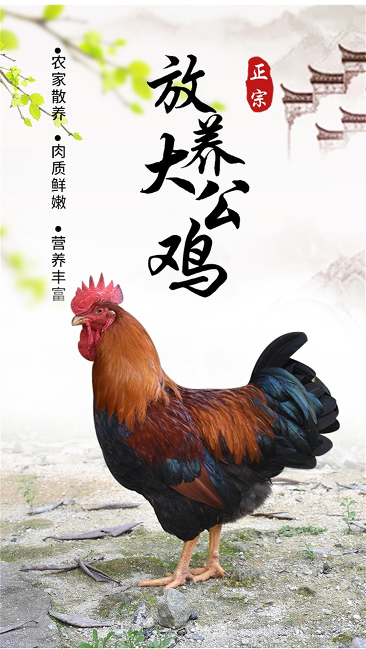 跑山鸡1.jpg