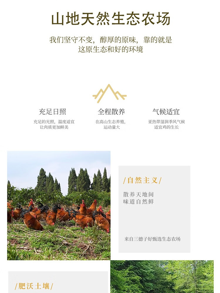 跑山鸡6.jpg