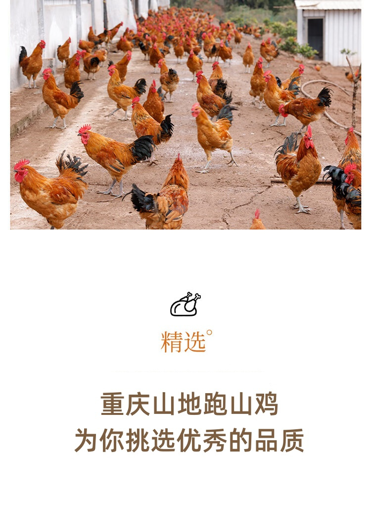 跑山鸡3.jpg