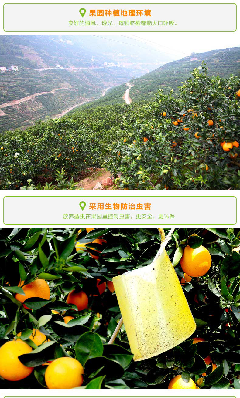 橙子详情页_07.jpg