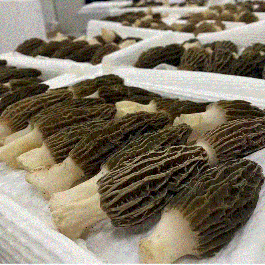 【产地直发】三峡山珍云海百草基地直采现摘现发1000g