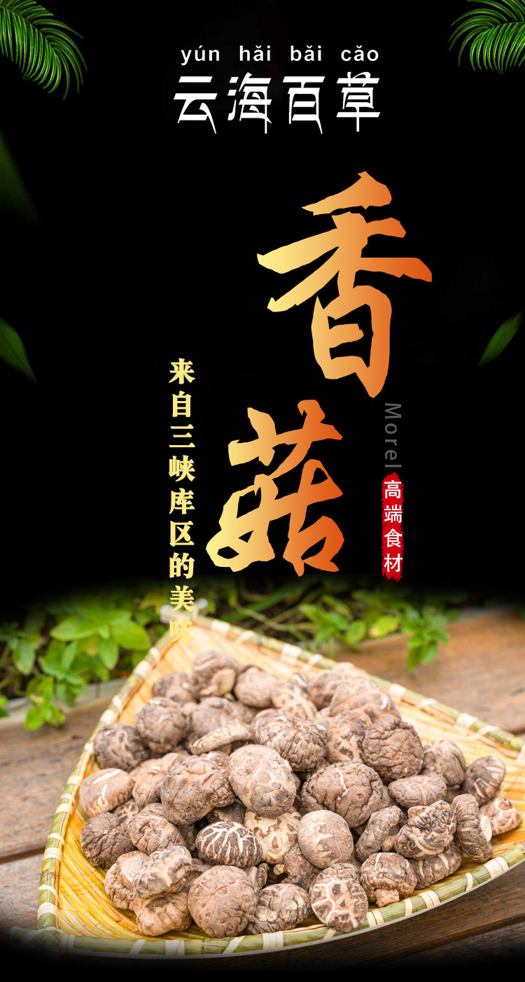 香菇_1.jpg