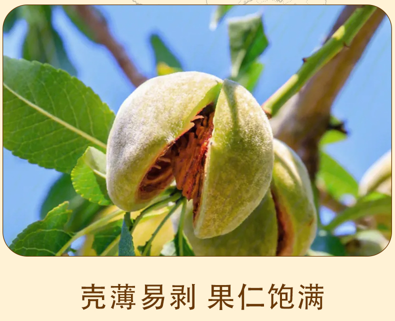 巴旦木详情页_03.jpg