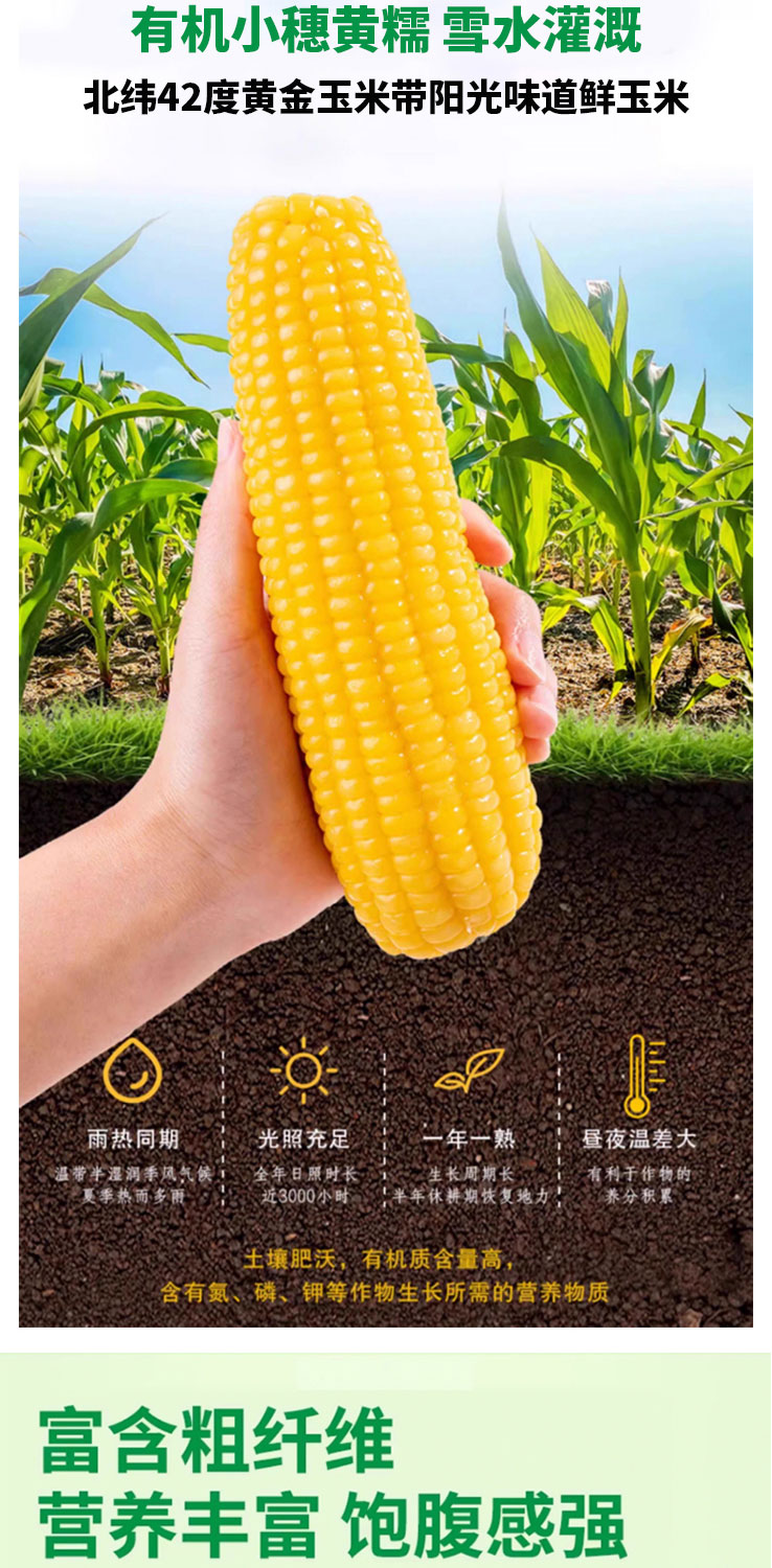 鲜糯玉米-1_02.jpg