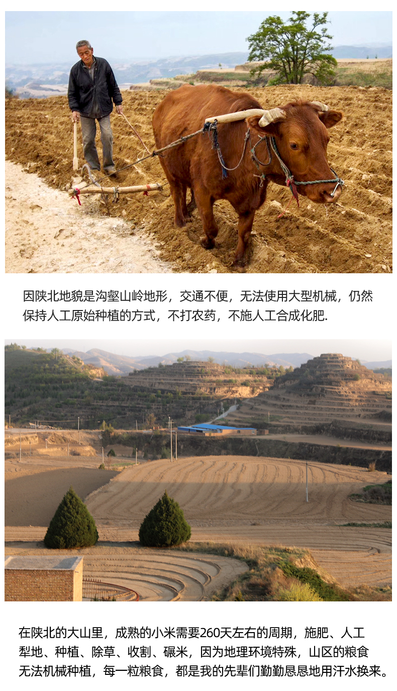 红豆绿豆黑小米黑豆黄豆_03.jpg