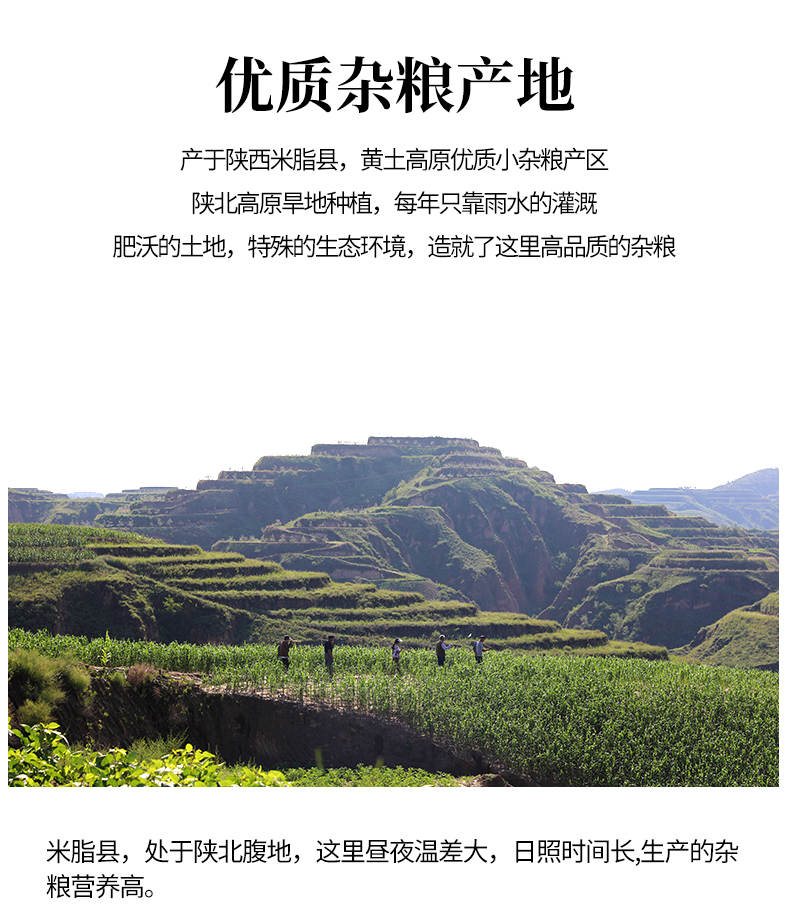 红豆绿豆黑小米黑豆黄豆_02.jpg