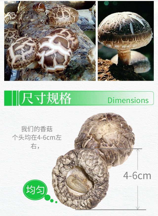 香菇_03.jpg