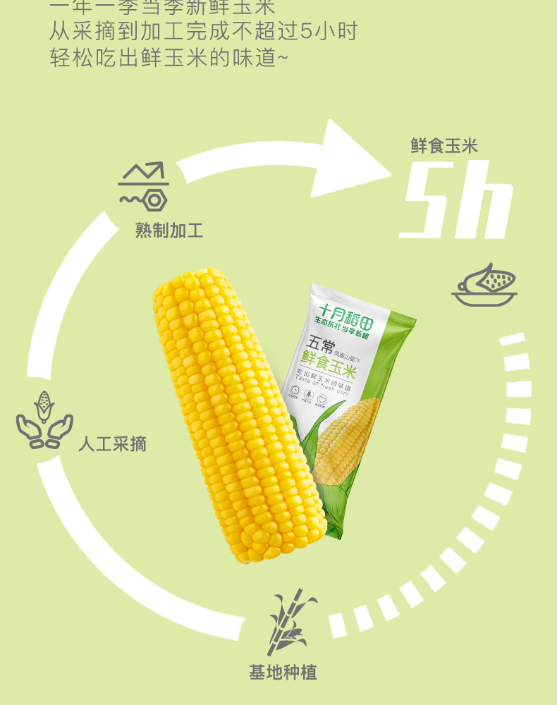 鲜食玉米_04.jpg