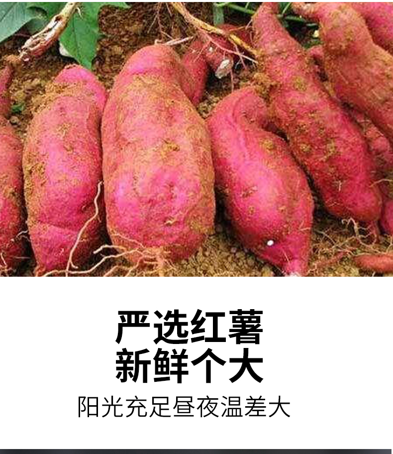 倒蒸红薯_04.jpg