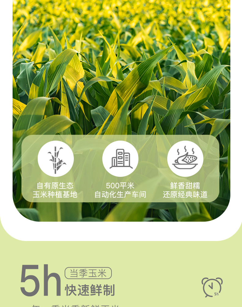 鲜食玉米_03.jpg