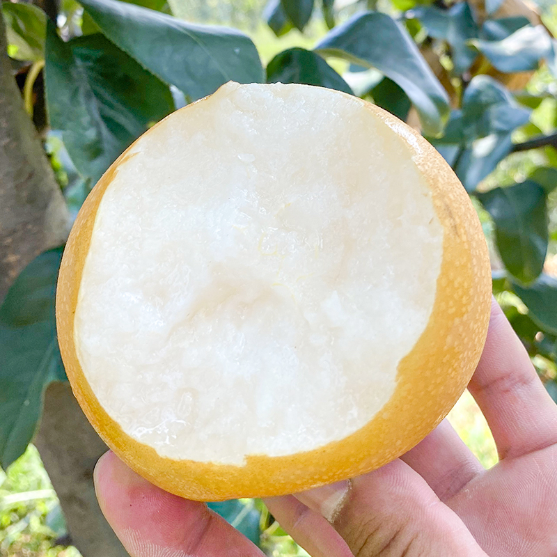 山东莱阳秋月梨5斤装