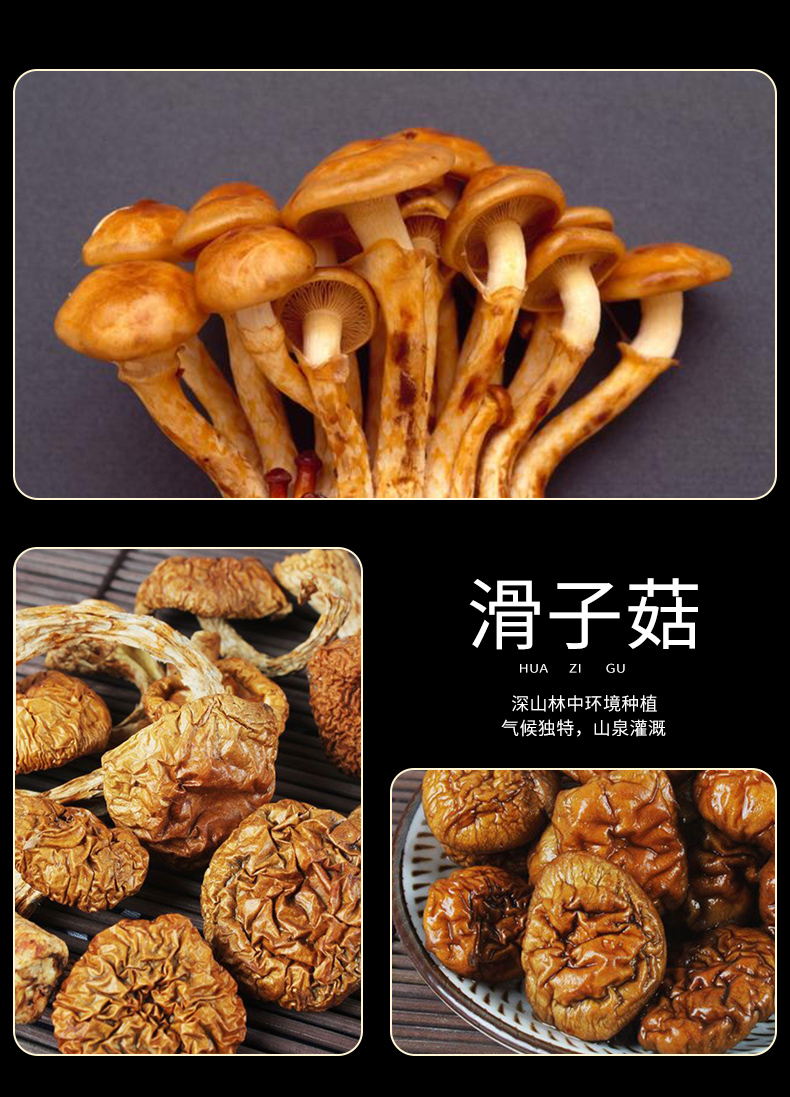 滑子菇2_05.jpg