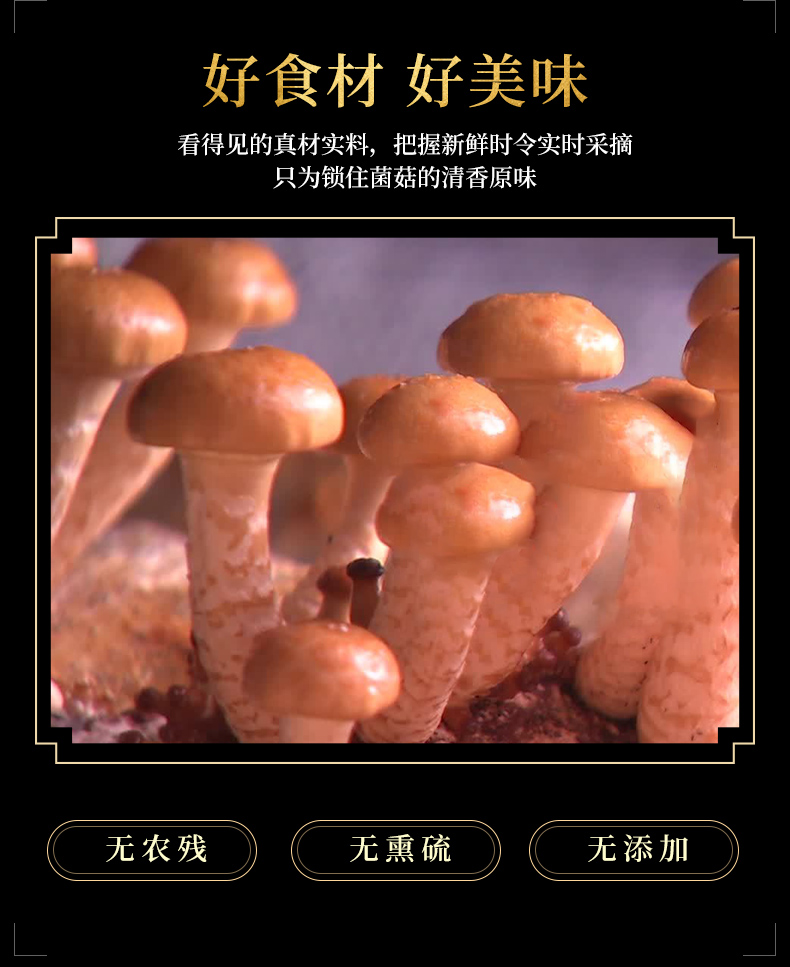 滑子菇2_03.jpg