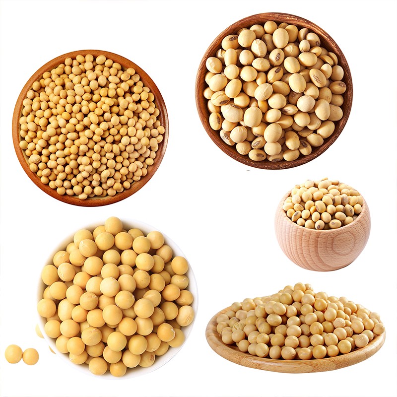 黄豆1.jpg