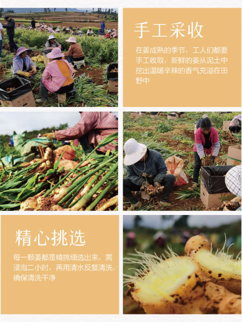 小黄姜详情页_08.jpg