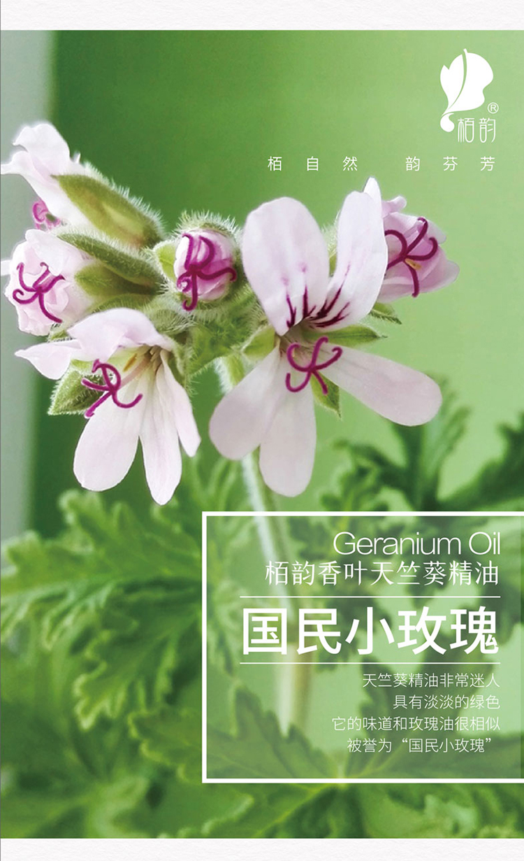 天竺葵详情页-01_04.jpg