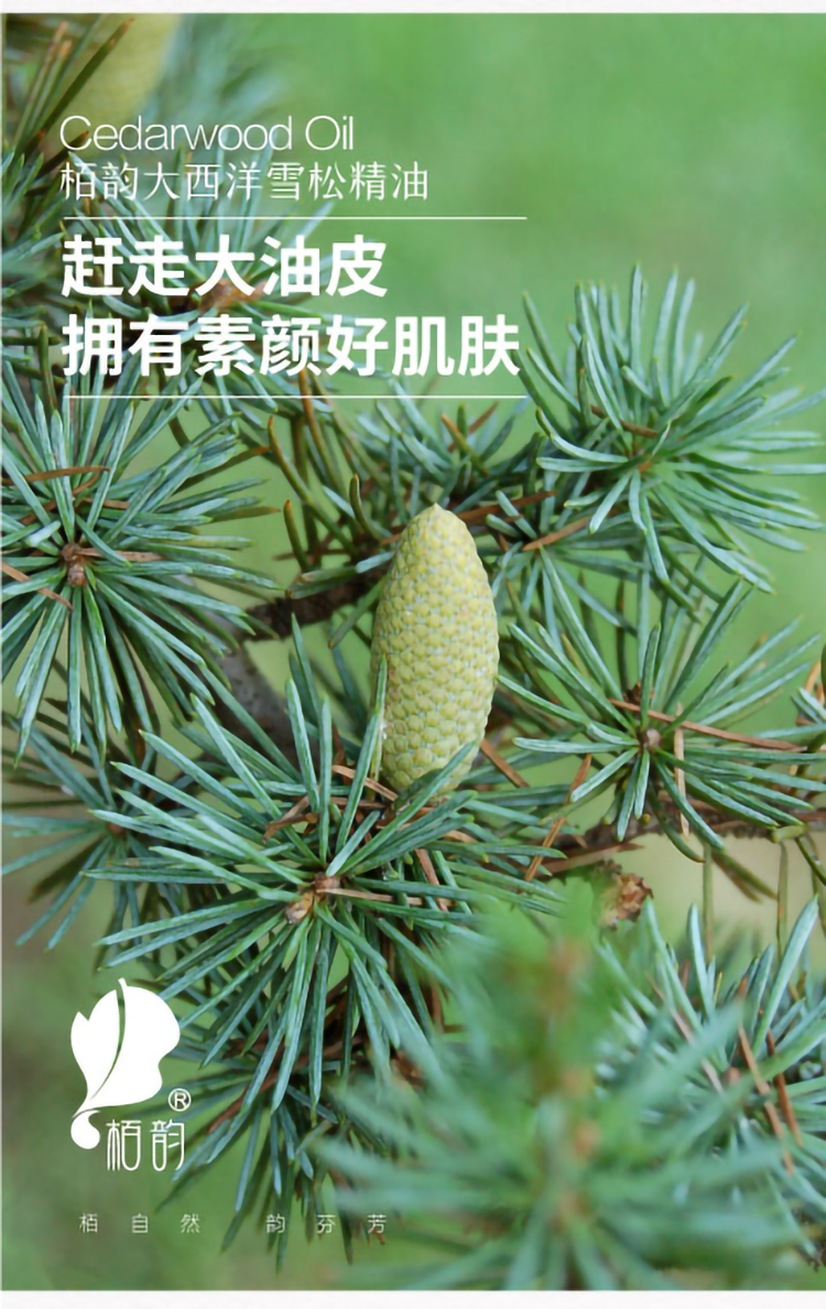 雪松详情页_07.jpg