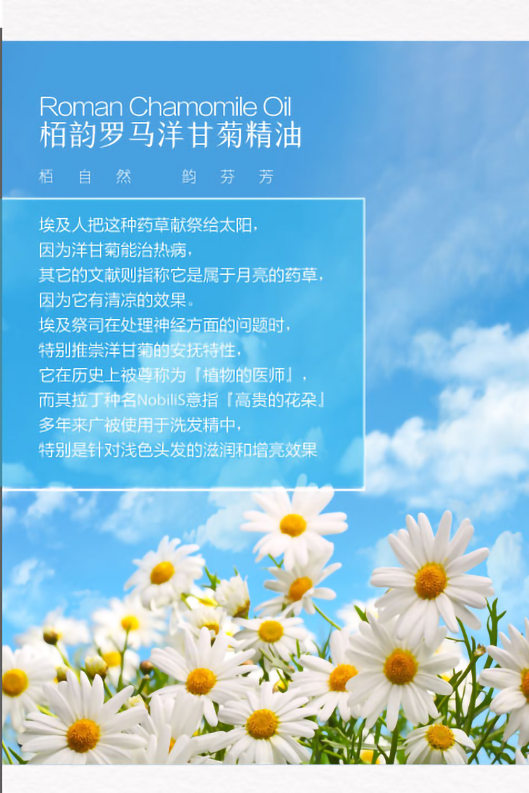 洋甘菊详情页_03.jpg