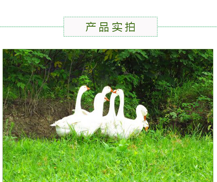 商品描述(6).jpg