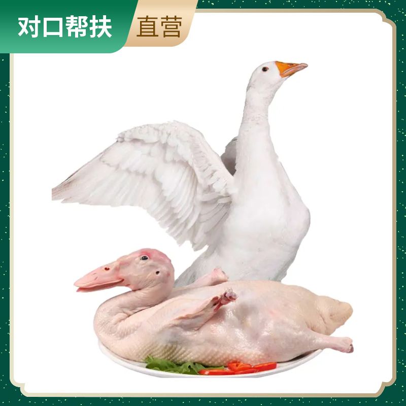 【乡村振兴 · 消费助农】农家散养白鹅肉1只（净重6斤±100g）