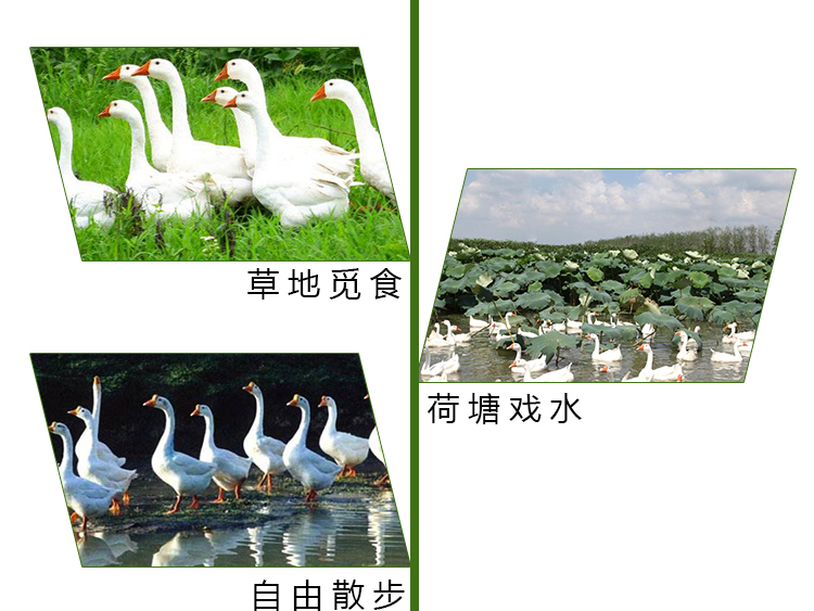 商品描述(4).jpg