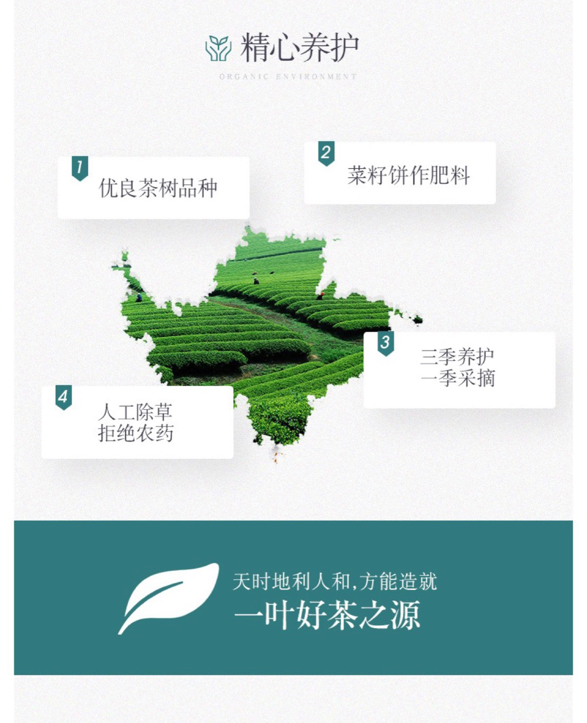 早春9绿_13.jpg