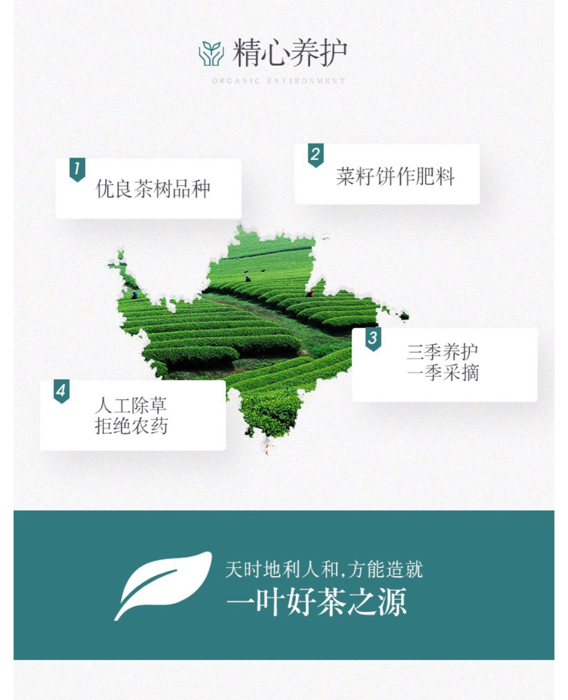 醒狮中国绿_11.jpg