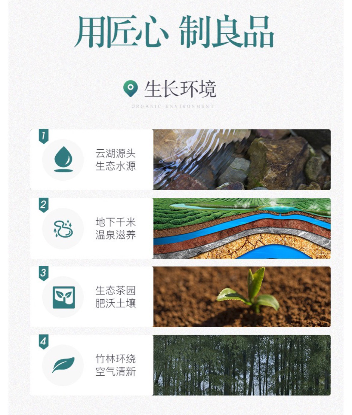 早春1号绿100克_09.jpg
