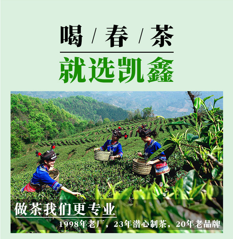 明前春茶2_06.jpg