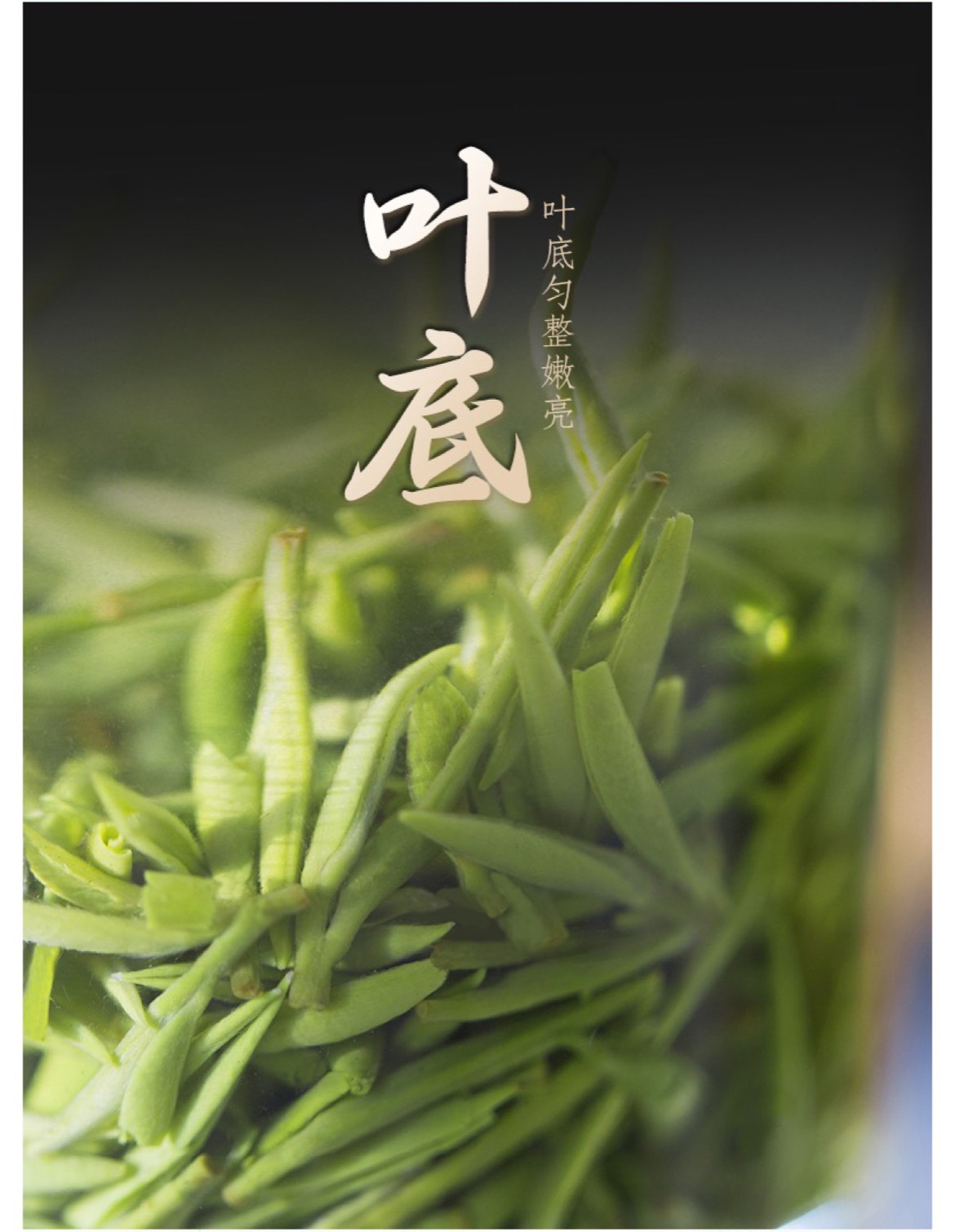 雄狮9绿_08.jpg