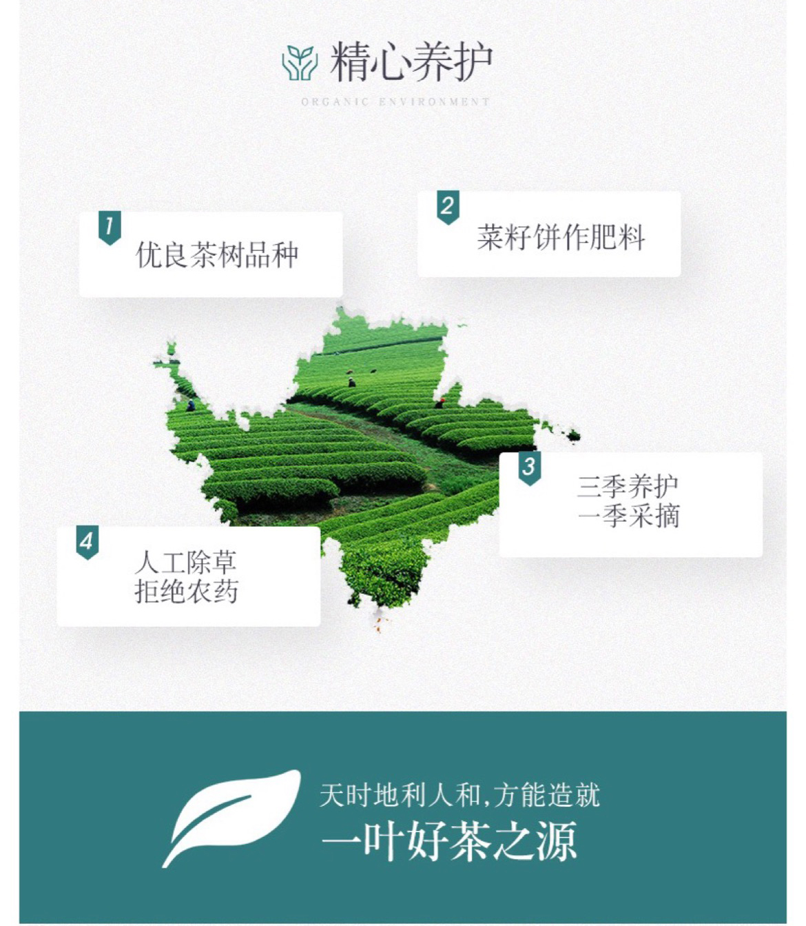 雄狮6绿_12.jpg