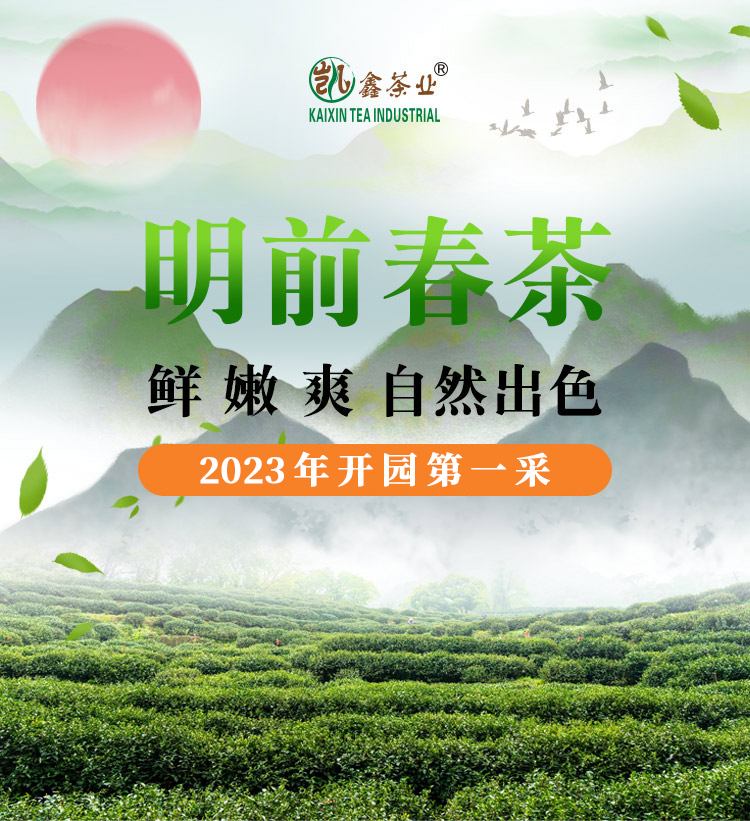 明前春茶2_01.jpg