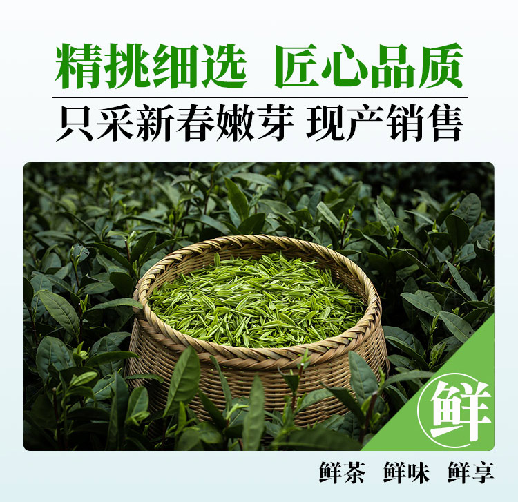 明前春茶2_04.jpg
