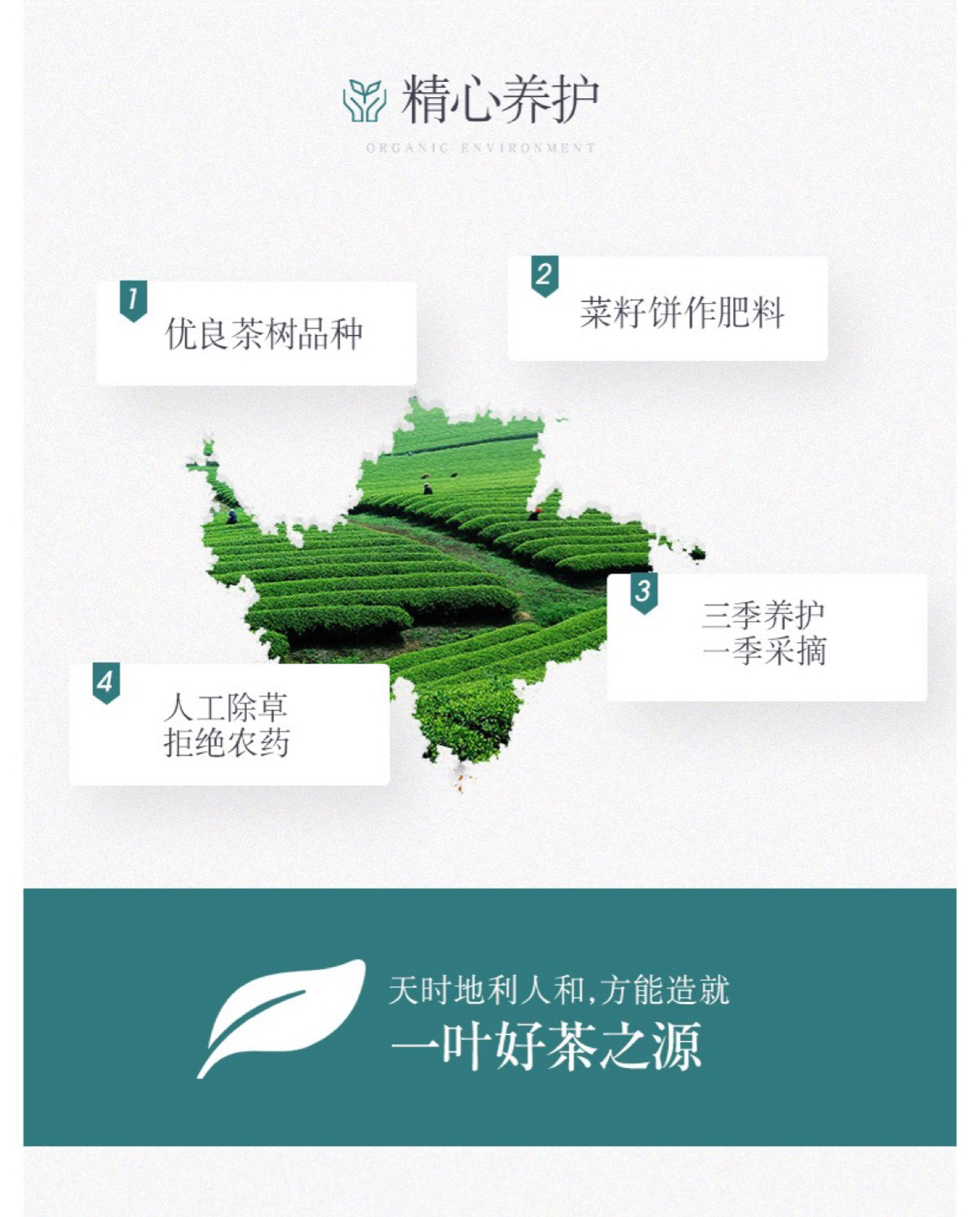 早春1号绿100克_10.jpg