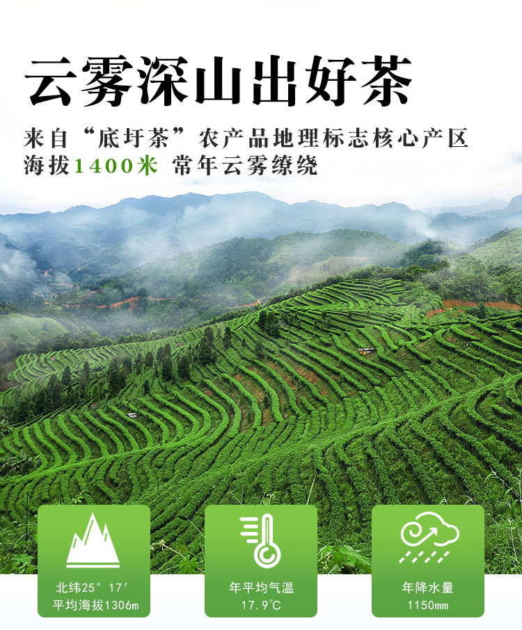明前春茶2_03.jpg