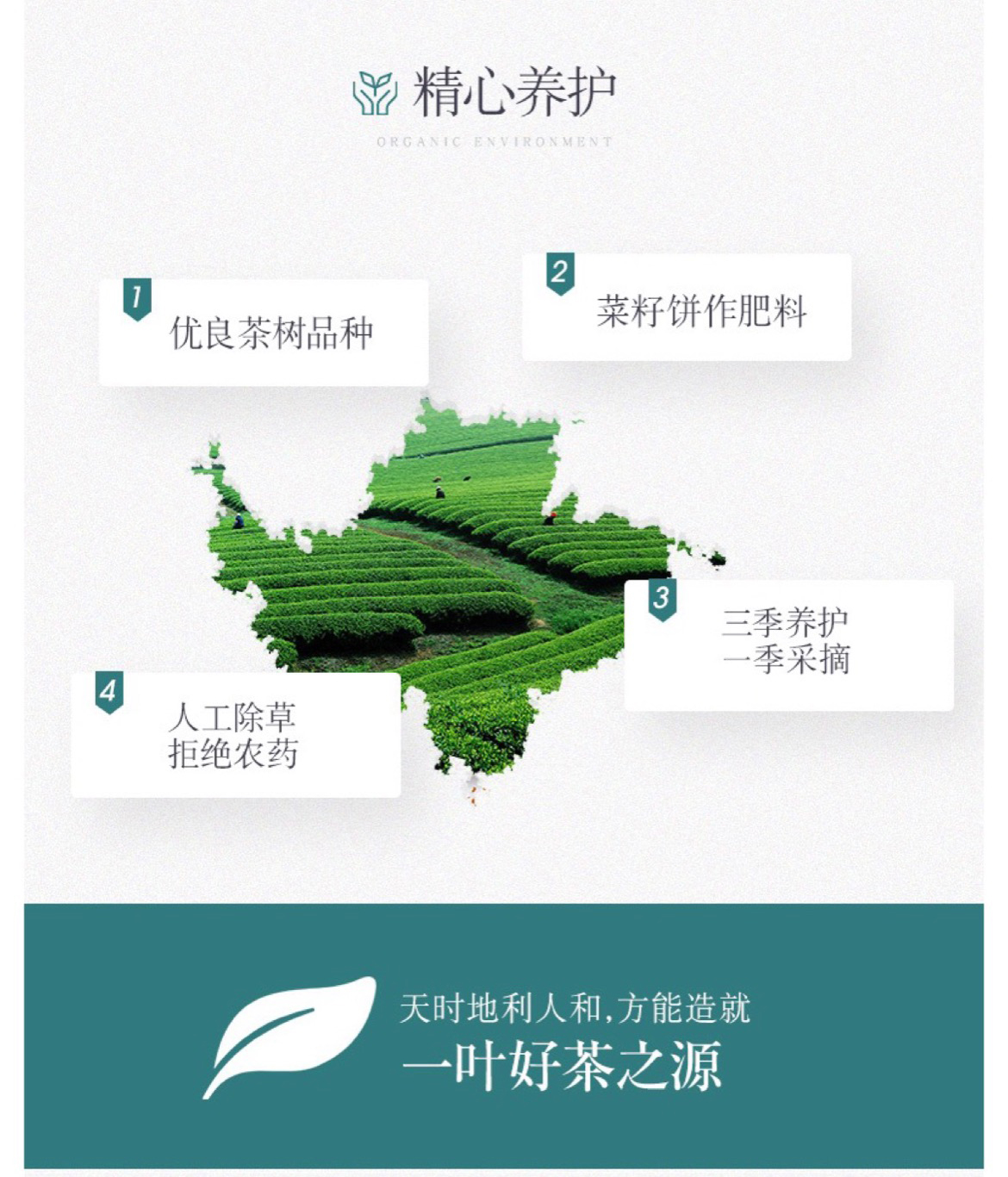 雄狮9绿_11.jpg