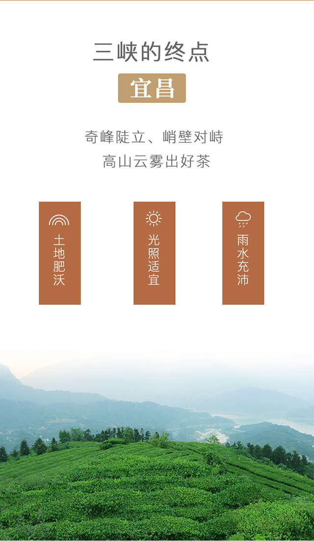 敬茶农·金桂十月_05.jpg