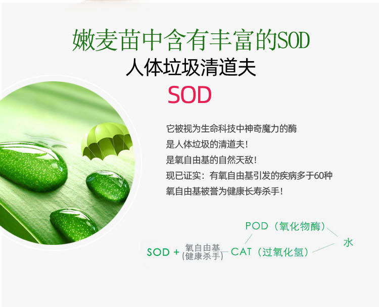 小麦详情_02.jpg