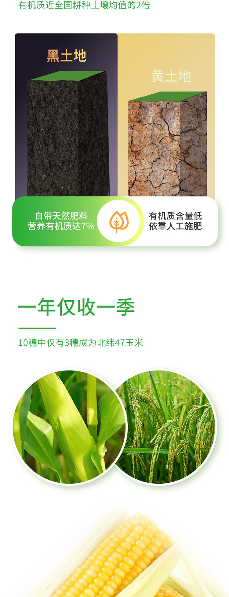 0915-北纬黄糯切图_08.jpg
