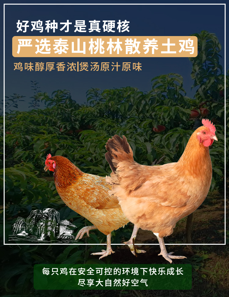 老母鸡详情页_02.jpg