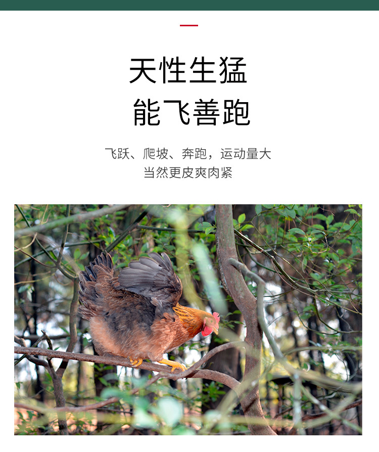老母鸡详情页_06.jpg