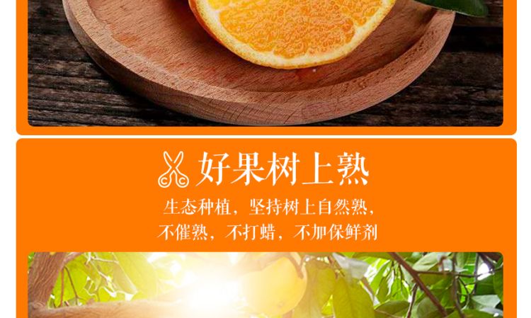 秭归脐橙通用_06.jpg