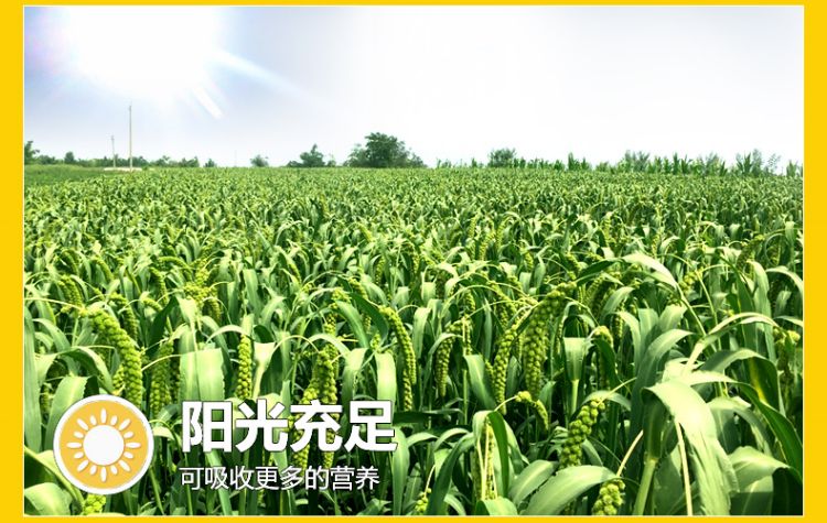 杂粮粥礼盒_06.jpg