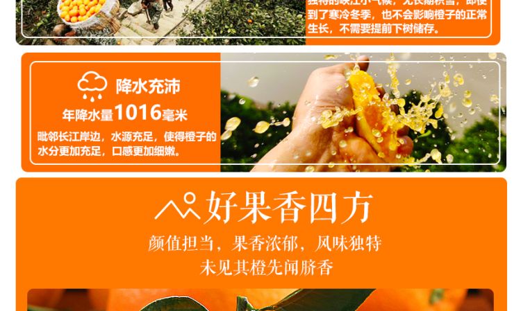 秭归脐橙通用_03.jpg