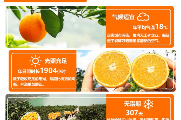 秭归脐橙通用_02.jpg