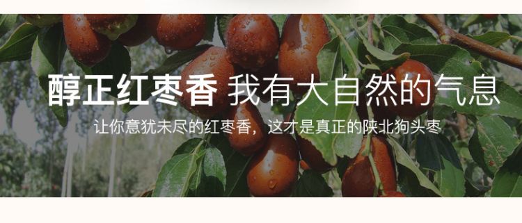 狗头枣_05.jpg
