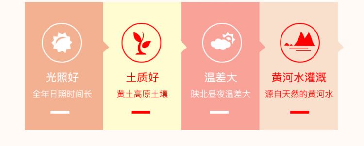 狗头枣_07.jpg