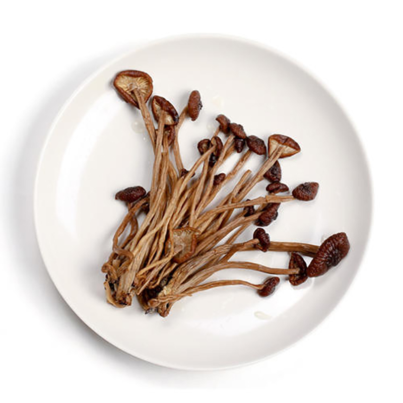QZ古田未开伞茶树菇500g