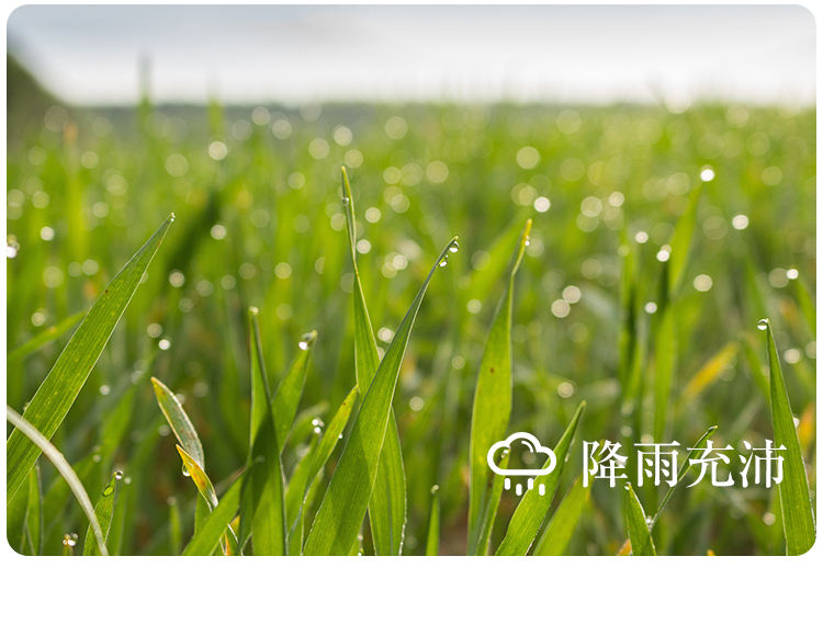 黑米_11.jpg